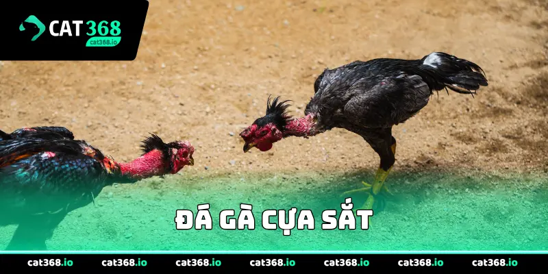 Đá gà cựa sắt